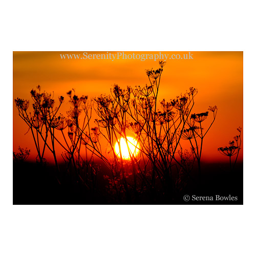 The sun sets behind a plant, silhouetting it against the orange sky.